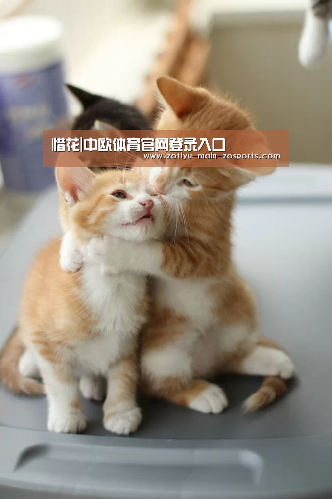 中欧体育官方网站下载